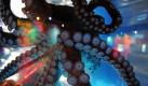 Ein Krake schwimmt im Sea Life Center in Konstanz am Bodensee durch sein Aquarium. Eine neue Themenausstellung im Octopus Garden zeigt dort verschiedene Kraken und Perlboote. Foto: dpa
