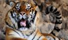 Ein Sibirischer Tiger liegt in seinem Gehege im zoologischen Garten in Kiew. Aktivisten kritisieren den ukrainischen Zoo wegen der hohen Sterberate seiner tierischen Bewohner und bezeichnen ihn als Konzentrationslager für Fell- und Federnträger. Die Kritik bezieht sich auf eine angebliche Mangelernährung, zu wenig medizinische Versorgung und die Misshandlung der Tiere. Die britischen Umweltaktivisten von Naturewatch fordern darum die Schließung des 100-jährigen Zoos. Foto: dapd