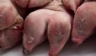 ARCHIV: Schweinefuesse, aufgenommen in Mainz fuer eine Fotoillustration (Foto vom 12.01.11). Im Dioxin-Skandal gibt es offenbar einen weiteren Betrugsfall. Ein Futtermischunternehmen aus dem niedersaechsischen Damme, der dioxinbelastete Fette vom Futterfetthersteller Harles und Jentzsch bezogen hat, soll nach Angaben des niedersaechsischen Landwirtschaftsministeriums seine Lieferungen nicht vollstaendig offengelegt haben. Den Angaben zufolge sind unter anderem 110 Legehennenbetriebe, 403 Schweinemastbetriebe und 248 Ferkelmastbetriebe betroffen. (zu dapd-Text) Foto: Timur Emek/dapd Foto: dapd
