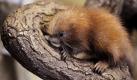 Erst wenige Tage alt ist dieser kleine Greifstachler, der sich im Zoo von Frankfurt vor die Kameras wagt. Zwar schimmert das Fell des Pflanzenfressers noch bräunlich, dennoch macht der Nachwuchs seinem Namen bereits alle Ehre. Unter dem Fell wachsen kleine, nadelspitze Stacheln, die ihn später vor Feinden schützen. Ausgewachsen wird das mit den Stachelschweinen verwandte Tier bis zu sechs Kilogramm schwer und kann in Gefangenschaft 25 Jahre alt werden. Foto: dpa