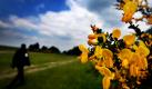 Ein Mann geht im Nationalpark Eifel in der Nähe von Wollseifen an blühendem Ginsterbusch vorbei. Die Ginsterblüte in der Eifel befindet sich gerade auf ihrem Höhepunkt. Foto: dpa