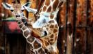 Die Giraffenkuh Kashka beugt sich zu ihrem Jungen im Zoo Rio Grande im US-amerikanischen Bundesstaat New Mexiko herunter. Der Zoo ist durch einen Mord an einer Giraffe in den USA bekannt geworden: Unbekannte haben eine Giraffe zerstückelt und in einen Mülleimer geworfen. Bürgermeister Richard Berry ist aufgebracht und sichert schnelle Aufklärung zu. Foto: ap
