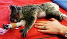 Ein Baby-Koala wird im australischen Wildlife Hospital in Queensland medizinisch versorgt. Das Jungtier wurde versehentlich angeschossen. Foto: dpa