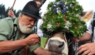 Alpmeister Franz Meisburger schmückt beim Viehscheid in Oberstaufen (Schwaben) ein Rind mit einer bunten Blumenkrone. Im Allgäu begann die Viehscheidsaison, in der in den kommenden Wochen mehrere zigtausend Rinder von den Bergalpen wieder zu Tal getrieben werden. Foto: dpa