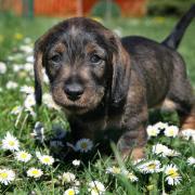 Dackellähmung kann jeden Hund treffen (Foto)