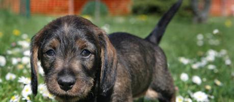 Dackellähmung kann jeden Hund treffen (Foto)