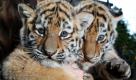 Eine Tierpflegerin hält im Zoologischen Garten in Magdeburg knapp acht Wochen alte und noch namenlose Sibirische Tiger (Panthera tigris altaica) im Arm. Die beiden Raubkatzen wurden am Sonntag erstmals der Öffentlichkeit vorgestellt und gewogen. Die Sibirischen Tiger, die am 26. September 2011 geboren worden, brachten am Sonntag ein Gewicht von rund 7.230 und 6.850 Gramm auf die Waage. Foto: dapd
