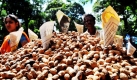 In Indien hat die Erdnuss-Ernte begonnen. In dieser Erntezeit feiern die Bauern das Erdnuss-Fest. Dabei präsentieren sie die verschiedenen Erzeugnisse, die aus der Erdnuss gewonnen werden. Foto: dpa