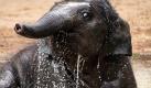 Die einzige kleine Asiatische Elefantendame im Zoo von Melbourne entflieht der brütenden Hitze, indem sie ein kühles Bad im Pool ihres Geheges nimmt. Die Menschen in der australischen Metropole schwitzen momentan bei Temperaturen nahe der 40-Grad-Marke. Behörden warnen davor, die Hitze auf die leichte Schulter zu nehmen.  Foto: dpa