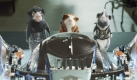 Meerschweinchen sind die Retter der Welt - zumindest in Disneys Animationsfilm G-Force, der am 15. Oktober in den deutschen Kinos startet. Foto: ddp