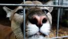 Ein Puma schaut aus seinem Käfig auf der Stump Hill Farm in Massillon im US-Bundesstaat Ohio. Tierschützer kritisieren die Vorschriften für die Haltung von exotischen Tieren in dem Bundesstaat als ungenügend. Erst kürzlich wurde in Cleveland ein Mann von einem Bären getötet, den er in einem Gehege auf seinem Grundstück hielt. Foto: ap