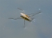 Wasserläufer (Foto)