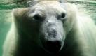 Ein Eisbär schaut in der Zoom Erlebniswelt in Gelsenkirchen unter Wasser. Der Eisbär ist geradezu zum Wappentier des viel diskutierten Klimawandels geworden, dem der natürliche Lebensraum in der Arktis unter den Tatzen wegzuschmelzen droht.  Foto: ap