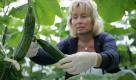 Der Frühling traut sich noch immer nicht so recht aus seinem Versteck. Doch die Gemüsebauern stecken schon mitten in der Erntezeit. In Mecklenburg-Vorpommern sind die ersten Gurken verkaufsreif. Foto: ddp
