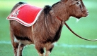 Der siebte Hennes hinterlsst keine groe Brde fr den neuen Bock. In seine Amtszeit (1996-2008) fallen smtliche vier Abstiege des FC in die zweite Liga. Natrlich damit auch alle Aufstiege, doch das heit: Unter ihm wurde der FC zur Fahrstuhlmannschaft. Das kann nur besser werden. 
 Foto: dpa