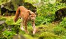 Ein Luchs, aufgenommen im Wildpark Hanau. Die Raubtiere kehren nach Deutschland zurück und in einem Labor im osthessischen Gelnhausen laufen ihre Spuren zusammen. In der Außenstelle des Forschungsinstituts Senckenberg ermitteln Wissenschaftler den genetischen Fingerabdruck einzelner Tiere und schließen daraus auf Herkunft und Verbreitung. Für Luchse und Wölfe ist das Institut als nationales Referenzzentrum die zentrale Anlaufstelle.  Foto: dpa
