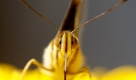 Ungewöhnliche Ansicht: Schmetterling von vorn. Foto: ap