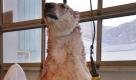 Der Eisbär, der am Freitag in Spitzbergen einen 17-Jährigen tötete und daraufhin von einem Campaufseher erschossen wurde, wird untersucht. Foto: dapd