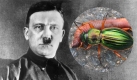 Hitler (Foto)