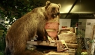 170 Jahre nach dem letzten Bär kam Bruno von Österreich herüber: Im Mai 2006 hatte Deutschland seinen ersten Braunbären seit 1835. Er war aus dem italienischen Trentino bis Bayern gekommen, riss dort Schafe undverging sich an Bienenstöcken. Die bayerische Landesregierung erklärte Bruno zum Problembär und erteilte die Abschussgenehmigung. Am 20. Juni war der Bär, der eigentlich nach seinen Eltern Juze und Jurka JJ1 hieß, Geschichte. Sein präparierter Körper ist im Münchner Museum für Mensch und Natur ausgestellt. Foto: ddp