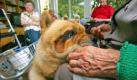 Chow-Chow Tschingis, ein speziell ausgebildeter Therapie-Hund, läßt sich von einer Seniorin im Geria Vita-Altenheim in Berlin-Spandau kraulen. Die Hovawart-Hündin besucht mit ihrer Führerin häufig alte und demenzkranke Menschen, weil der Umzug ins Altenheim für Betroffene wie Angehörige eine Belastungsprobe darstellt.
 Foto: dpa