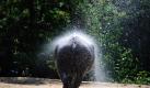 Auch Dickhäuter schwitzen: Das Nashorn Chico freut sich über eine kühle Dusche bei tropischen Temperaturen im Zoo von Sofia. Bulgarien leidet unter einer Hitzewelle mit bis zu 40 Grad Celsius. Foto: dpa