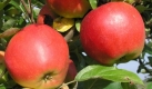 Das undatierte Foto zeigt Äpfel der Sorte Elstar. Wer seine Äpfel direkt beim Bauern kauft, kann in diesem Jahr mit stabilen Preisen rechnen. Ein Kilogramm werde wie schon 2008 bei etwa 1,50 Euro liegen, erläuterte der Geschäftsführer des Verbandes der Fränkischen Obstbauern aus Kitzingen. Derzeit ist die Apfelernte - auf gut 550 Hektar werden die Früchte in Franken angebaut.
 Foto: dpa
