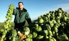 Landwirt Erich Müller zeigt auf einem Feld im schleswig-holsteinischen Helse frisch geernteten Rosenkohl. Die Rosenkohl- und Grünkohlernte läuft auf Hochtouren.  Foto: dpa