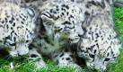 Drei acht Wochen alte Schneeleopardenbabys sitzen auf einer Wiese im Zoo Leipzig. Die Drillinge sind am 6. Mai im Leipziger Zoo zur Welt gekommen. Die Katzenart ist in den zentralasiatischen Hochgebirgen zu Hause. Nach Schätzungen leben weltweit nur noch etwa 4000 bis 5000 Tiere. Foto: dpa