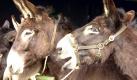 Mit einem Schrei macht am Mittwoch (26.04.2000) ein Esel im Eselpark in Nessendorf (Kreis Plön) auf sich aufmerksam. Zum ersten Mal gibt es am 29.04. die Vorentscheidung zur 1. Deutschen Meisterschaft im I - A-Rufen. Bei dem Wettbewerb sollen die Esel von den Esel-Fans durch Zurufen zum Schreien animiert werden. dpa/lno (zu lno-KOR:'Esel-Fans wollen Meister im I-A Rufen ermitteln' vom 27.04.2000 - Digitale Fotografie). Foto: dpa