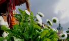 Eine Gärtnerin der Stiftung Preußische Schlösser und Gärten (SPSG) bepflanzt in Berlin die Gartenanlage des Schlosses Charlottenburg mit Frühlingspflanzen. Nach Angaben des Deutschen Wetterdienstes setzt sich in der Nacht zu Mittwoch von Südwesten her deutlich milderes Klima durch.

 Foto: ddp
