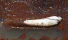 An absorbent boom is seen amidst encroaching oil at a land bridge built by the Louisiana National Guard to hold back oil from the Deepwater Horizon oil spill in Grand Isle, La., Friday, Foto: ap