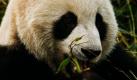 Ein Panda lässt es sich im Zoo von Peking schmecken. Foto: ap