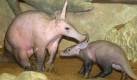 Erdferkel (Aardvark) (Foto)