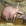 Erdferkel (Aardvark) (Foto)