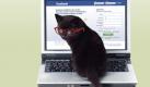 Auf die Katze gekommen: Bei My Social Petwork und Fellix haben Tiere das Sagen.  Foto: Fotomontage news.de