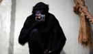 Noch etwas abseits hält sich das Bonobo-Männchen Limbuko, das seit Ende September neu in der Bonobo-Gruppe im Zoo in Berlin ist. Der 14-jährige Limbuko aus dem Leipziger Zoo gilt als erfahrener Vater und soll im Rahmen der europäischen Arterhaltungsbemühungen neuer Zuchtmann in der Zwergschimpansen-Familie in Berlin werden. Foto: dpa