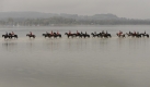 Reiter auf ihren Pferden in Begleitung von Hunden reiten am Ufer der Insel Herrenchiemsee (Bayern) im Rahmen einer Herbstjagd. Foto: ddp