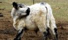 Ein Galloway-Rind putzt sich in der Nähe der brandenburgischen Ortschaft Werneuchen auf einer Weide. Galloway-Rinder sind eine robuste, hornlose Rasse und stammen aus Südwest-Schottland. Foto: ddp