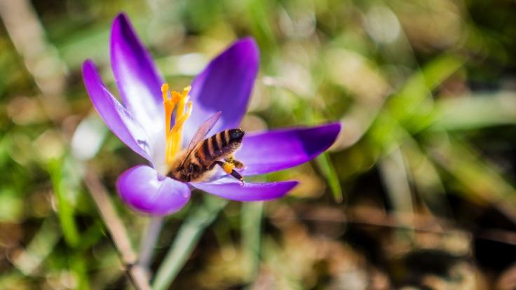 Die frühlingshaften Temperaturen bleiben uns auch in den nächsten Tagen erhalten.