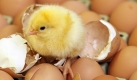 Wer sonst sollte ihn eingeführt haben als der internationale Verband von Eierproduzenten, die International Egg Commission: Seit 1997 gibt es am zweiten Freitag im Oktober den Welteitag. Foto: dpa