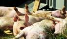 Tote und verletzte Schweine liegen bei Niederelsungen im Landkreis Kassel neben einem verunglückten Viehtransporter. Der Lastwagen, der mit rund 90 Schlachtschweinen beladen war, geriet in einen Graben und kippte um. Rund 30 Schweine starben dabei. Teilweise mussten sie von einem Veterinär gekeult werden. Auch der der Rest wird dem Tod nicht entgehen: Die übrig gebliebenen Schweine wurden zur Weiterfahrt in einen thüringischen Schlachthof umgeladen. Foto: dpa