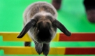 Zwergwidder Pinocchio springt in Stuttgart bei der Ausstellung für Heimtierhaltung Animal über ein Hindernis. Für Tierfreunde bietet die Messe gleich zwei große Veranstaltungen. Insgesamt 200 Aussteller präsentieren ihre Neuheiten bei der Pferd Stuttgart und der Haustierschau Animal. Foto: ddp