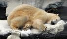 Charly, ein 14-jähriger Eisbär, chillt im Sea World San Diego, USA, nach einem künstlichen Schneevergnügen. Foto: ap