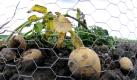 Eine Staude Gen-Kartoffeln liegt an einem zerstörten Gentechnik-Versuchsfeld der Firma Biovativ in Groß Lüsewitz. Unbekannte Täter haben am vergangenen Wochenende zwei Versuchsfelder des Agrobiotechnikums zerstört und nach Aussagen der Polizei einen Schaden von 250.000 Euro angerichtet. Foto: dapd