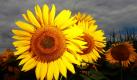 Sonnenblumen bilden unterhalb der nahenden Regenwolken auf einem Feld bei Ackendorf im Bördekreis einen scharfen Kontrast zur Umgebung. Am Wochenende lacht dank eines neuen Hochdruckeinflusses aber wieder die Sonne. Auch die Temperaturen steigen in der Region wieder an. Foto: dpa