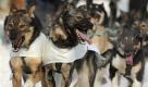 Herrchen Dave DeCaro treibt seine Huskies beim Iditarod Hundeschlittenrennen in Anchorage, Alaska, zu Höchstleistungen an. Foto: ap