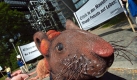Immer wieder protestiert Greenpeace vor dem Europäischen Patentamt in München. 2004 richtet sich der Widerstand der Tierschützer gegen ein Patent auf die so genannte Krebsmaus. Diese wurde zu Forschungszwecken durch gentechnische Veränderung besonders krebsanfällig gemacht und von der US-Universität Harvard patentiert. Foto: dpa