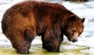 Schon Ende Februar haben die zwei schwedischen Bären im Güstrower Zoo ihren Winterschlaf beendet und können seitdem von den Besuchern beobachtet werden. Im benachbarten Bärenwald in Stür haben acht der zehn Bären ihren Winterschlaf beendet.
 Foto: dpa