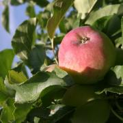 Der beste Saft kommt von der Streuobstwiese (Foto)
